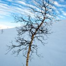 Tree Of Will